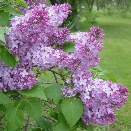 Common Lilac - Image 3