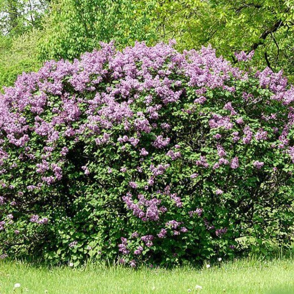 Common Lilac - Image 4