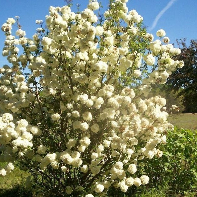 Common Snowball Bush - Image 3
