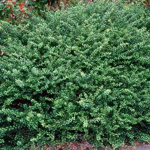 Compact Japanese Holly - Image 3