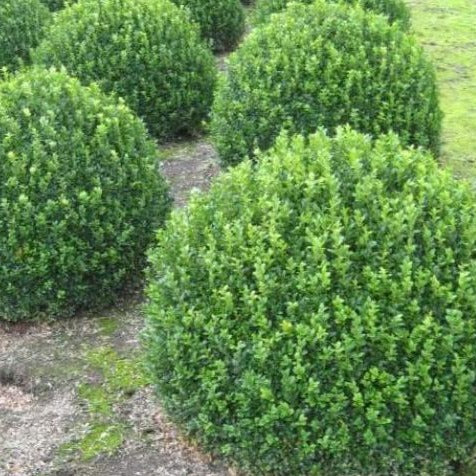 Compact Japanese Holly - Image 4