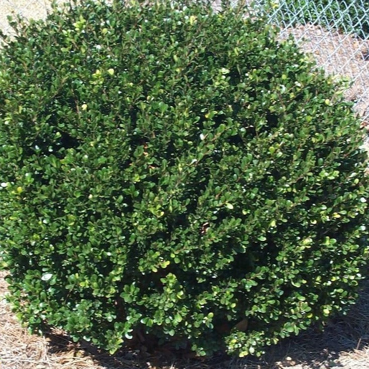 Compact Japanese Holly - Image 5