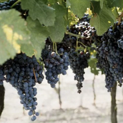 Concord Grape Vine - Image 2