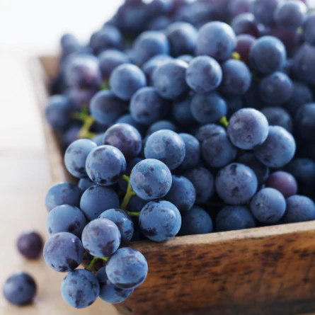 Concord Grape Vine - Image 3