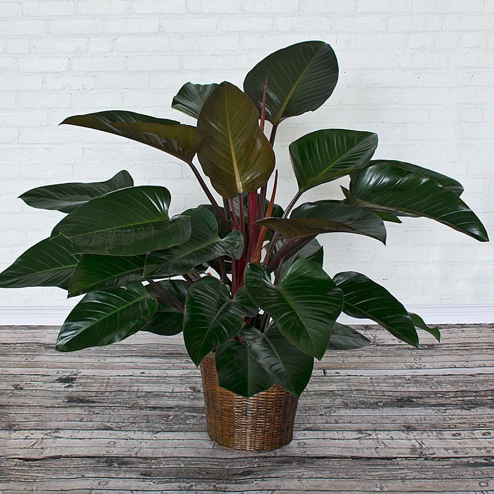 Philodendron Congo Rojo - Image 2