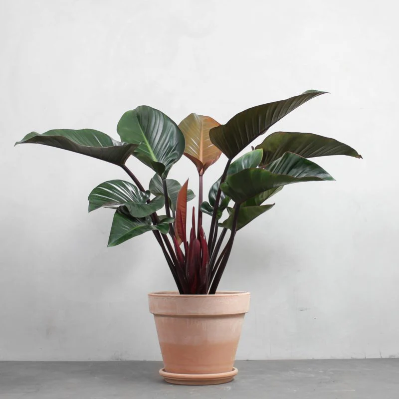 Philodendron Congo Rojo - Image 3