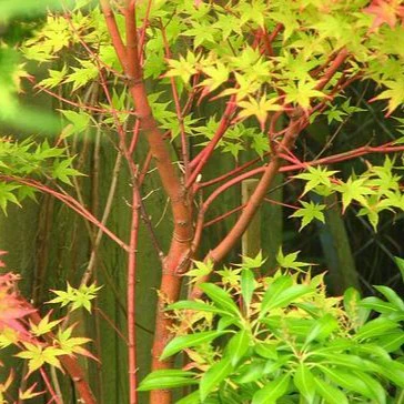 Coral Bark Japanese Maple - Image 3