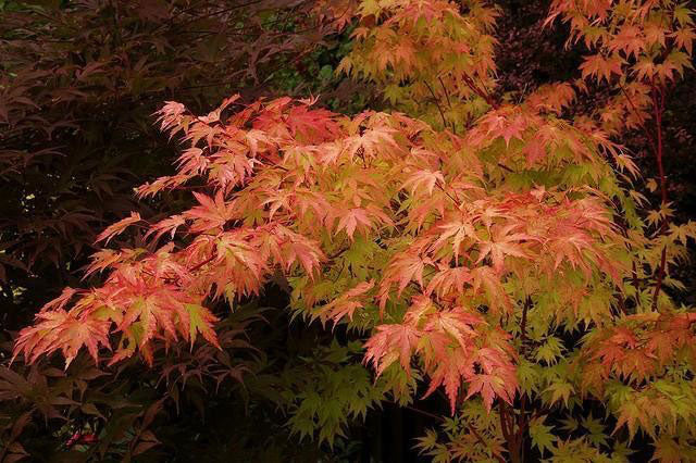 Coral Bark Japanese Maple - Image 4