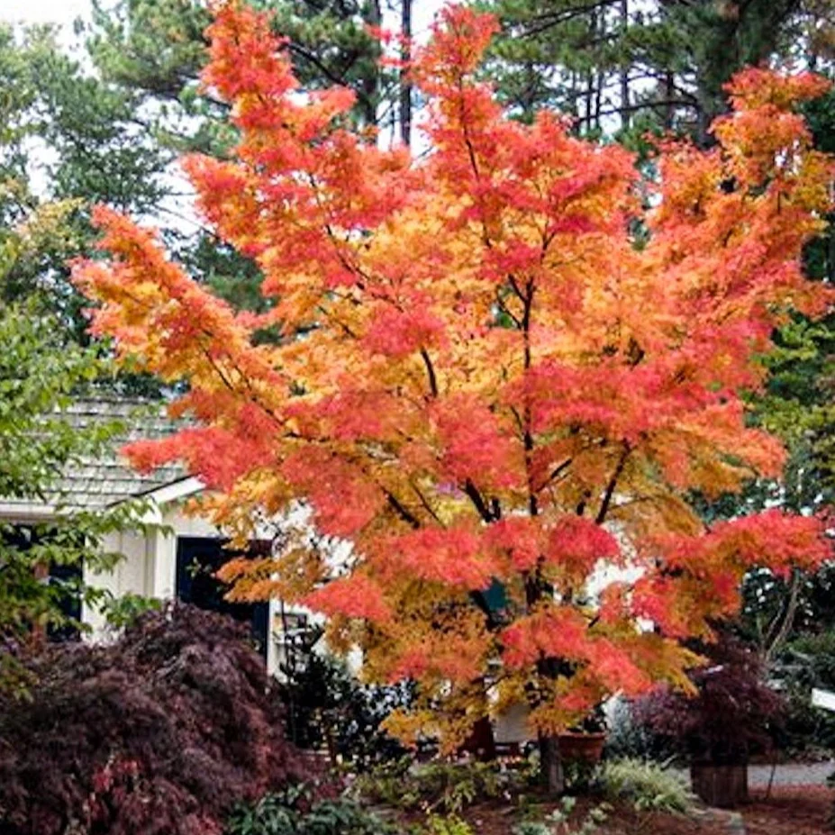 Coral Bark Japanese Maple - Image 5