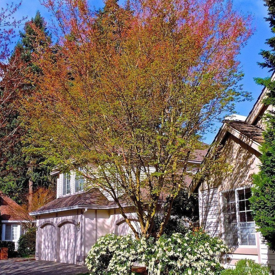 Coral Bark Japanese Maple - Image 6