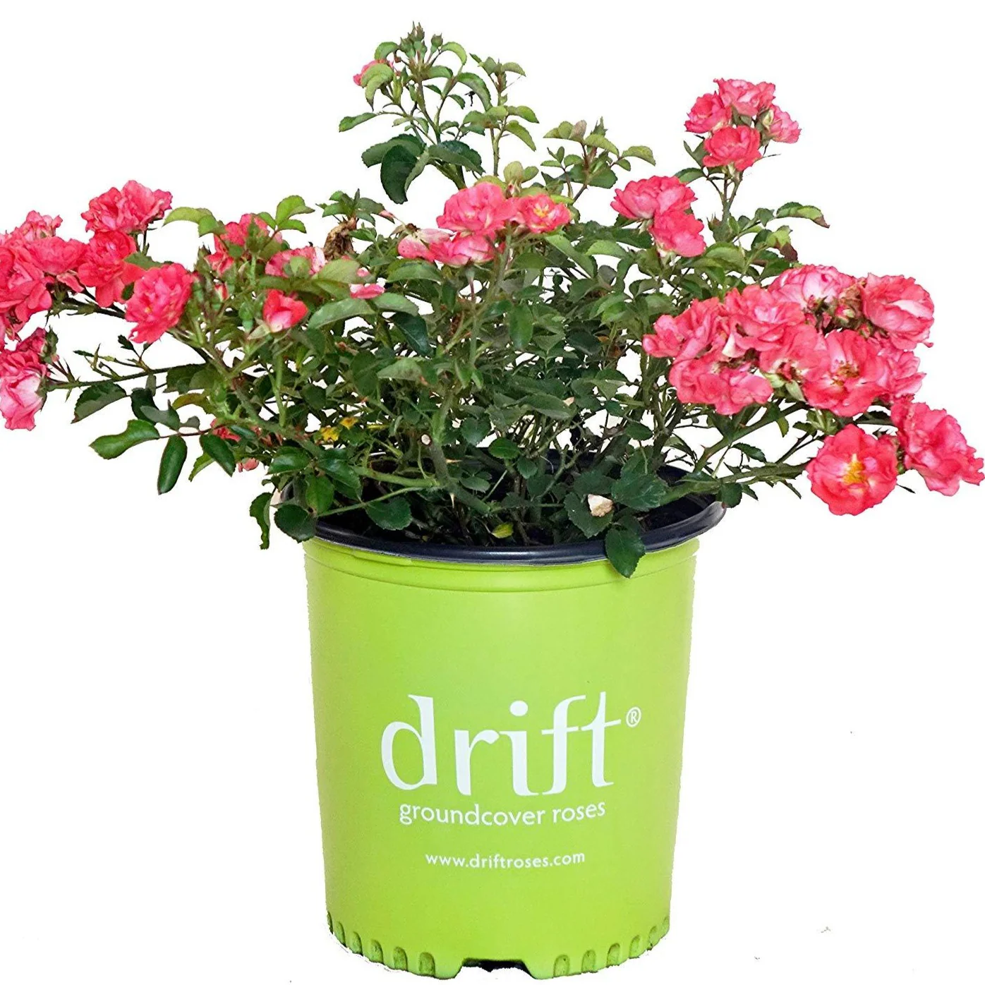 Coral Drift® Rose - Image 4