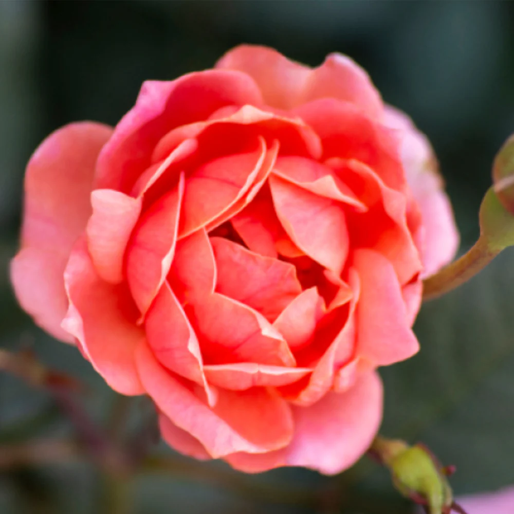 Coral Knock Out® Rose Shrub - Image 2