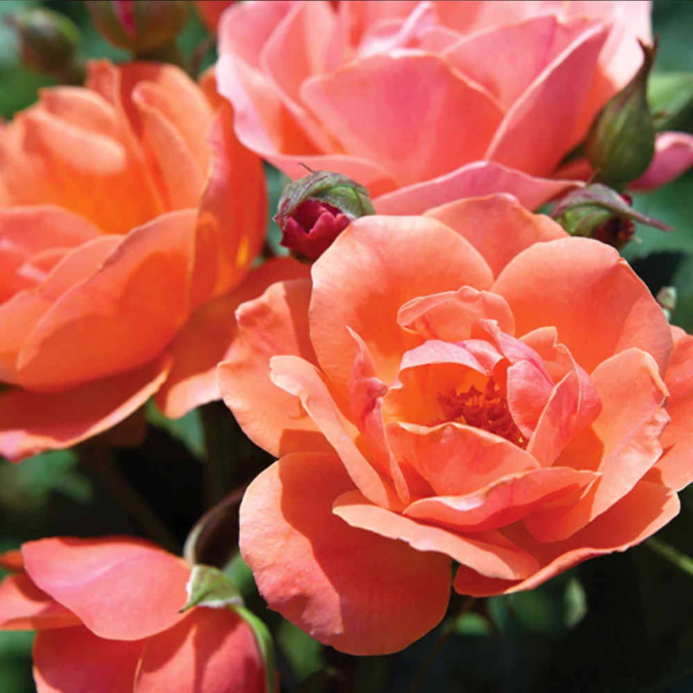 Coral Knock Out® Rose Tree - Image 3