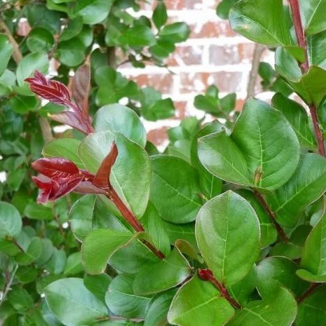 First Editions® Coral Magic Crapemyrtle - Image 3