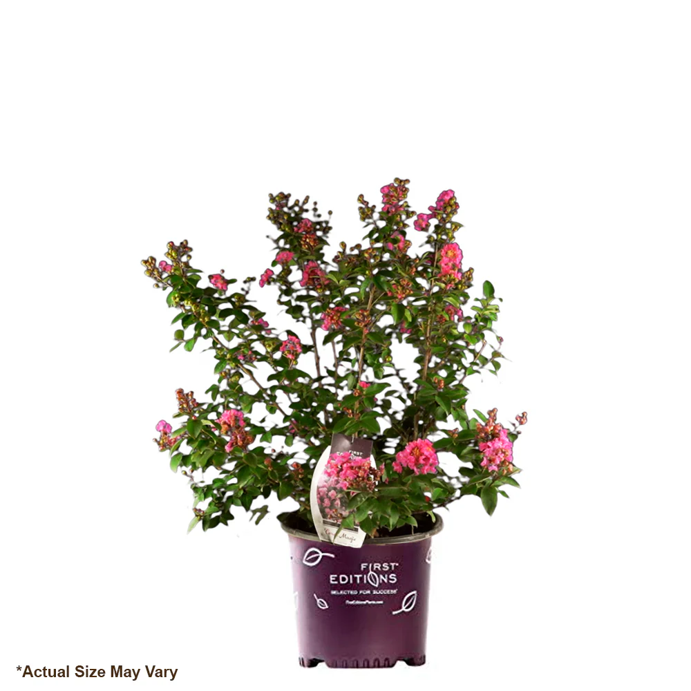 First Editions® Coral Magic Crapemyrtle - Image 5