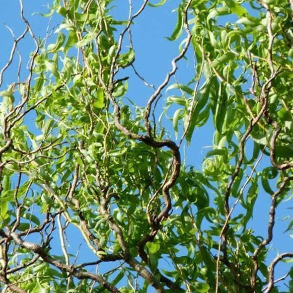 Corkscrew Willow - Image 3