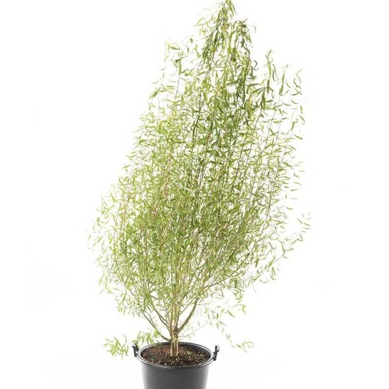 Corkscrew Willow - Image 4