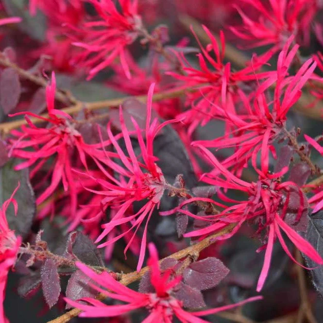 Crimson Fire Loropetalum - Image 2