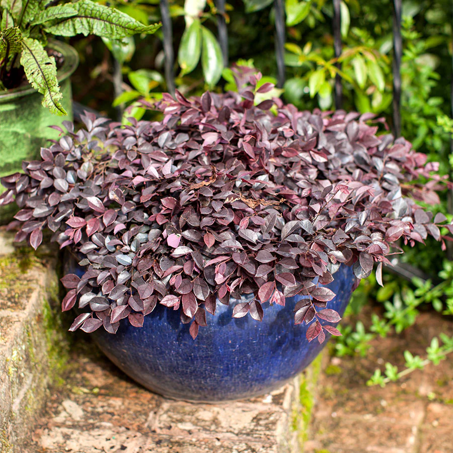 Crimson Fire Loropetalum - Image 3