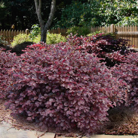Crimson Fire Loropetalum - Image 4