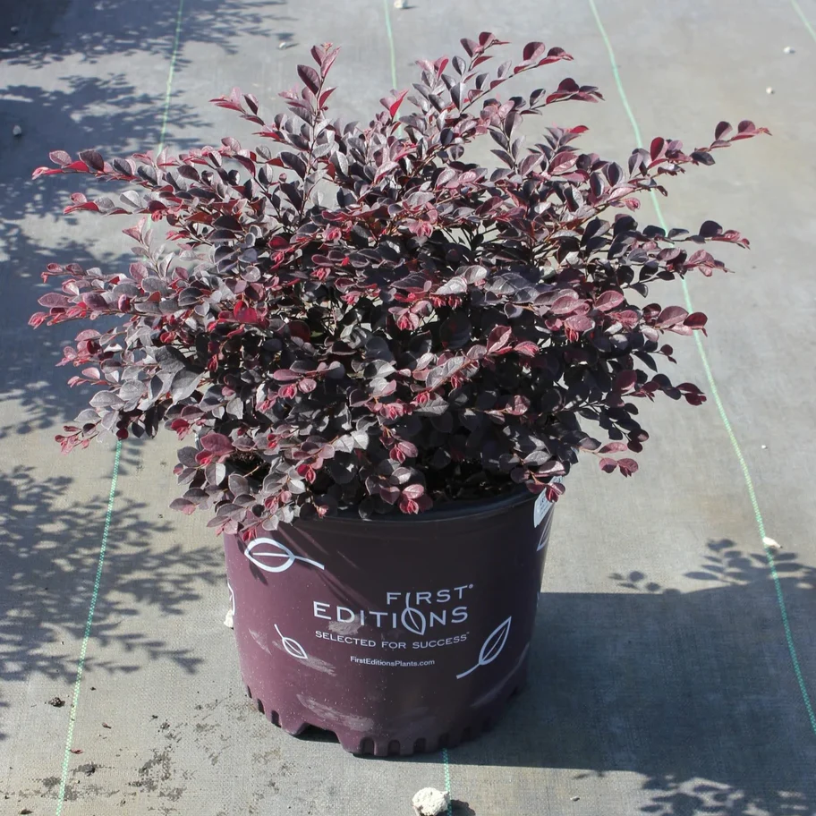 Crimson Fire Loropetalum - Image 5