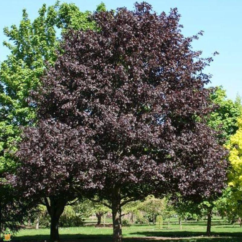 Crimson King Maple