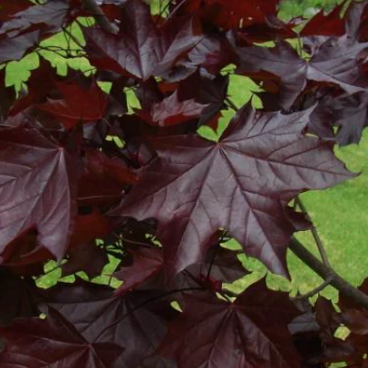 Crimson King Maple - Image 2