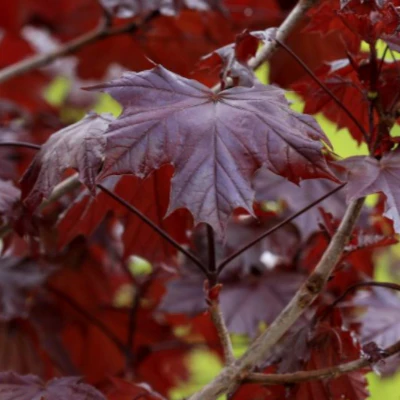 Crimson King Maple - Image 3