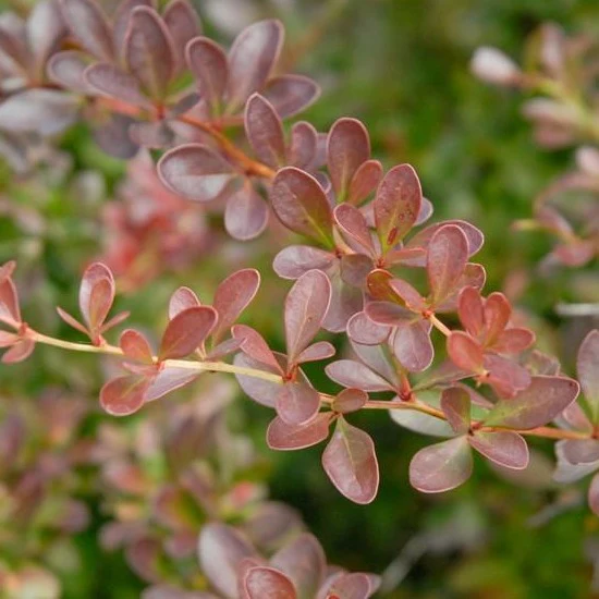 Crimson Pygmy Barberry - Image 2
