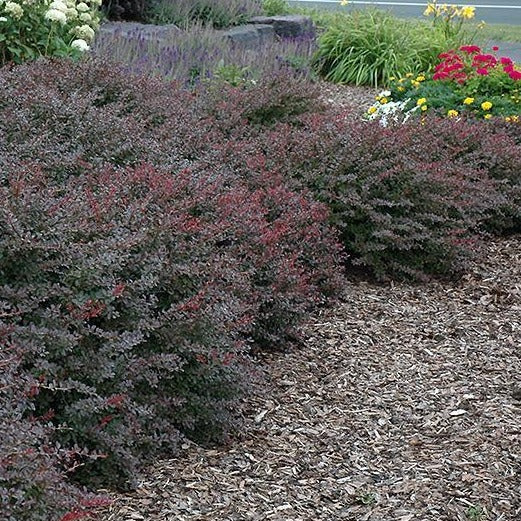 Crimson Pygmy Barberry - Image 3