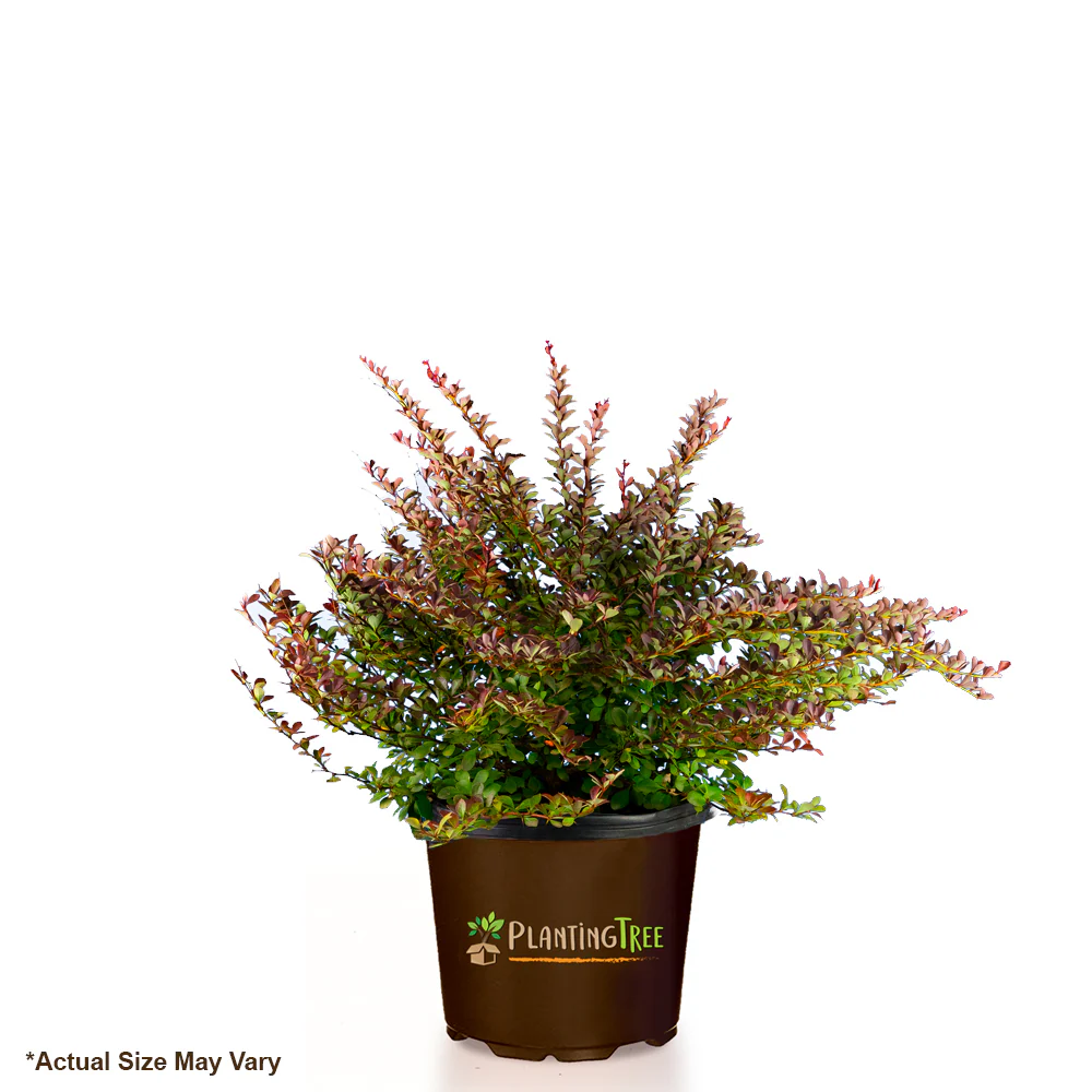 Crimson Pygmy Barberry - Image 4