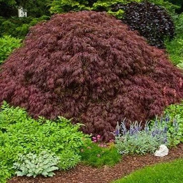 Crimson Queen Japanese Maple - Image 3