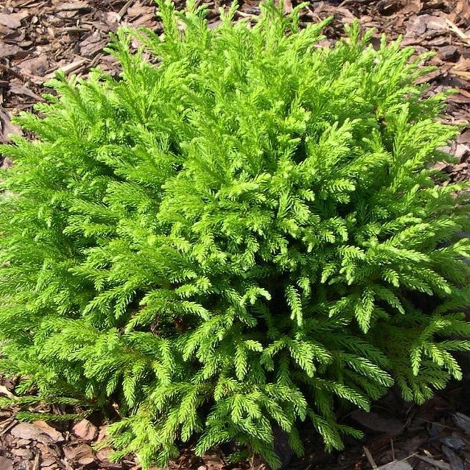 Cryptomeria Globosa Nana - Image 2