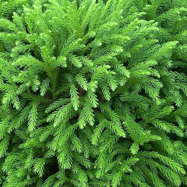 Cryptomeria Globosa Nana - Image 3