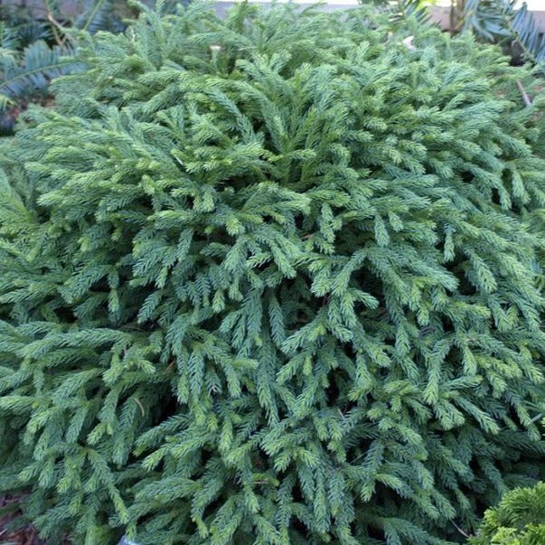Cryptomeria Globosa Nana - Image 4