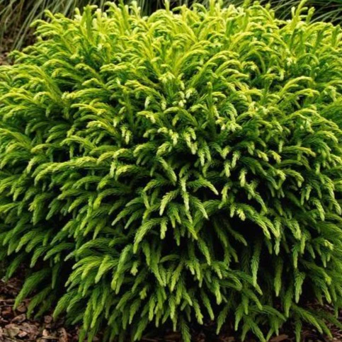 Cryptomeria Globosa Nana - Image 5