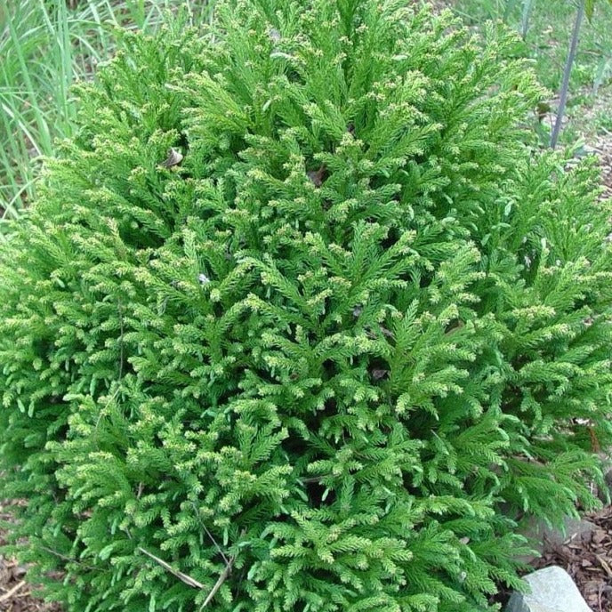 Cryptomeria Globosa Nana - Image 6