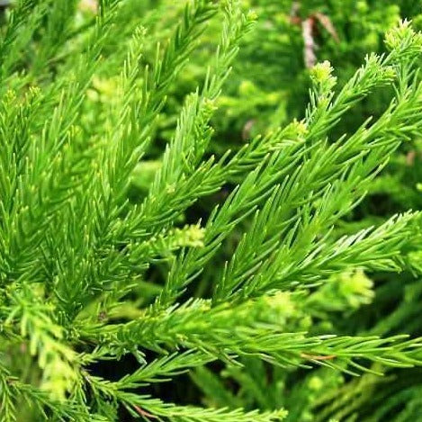 Cryptomeria Radicans - Image 3