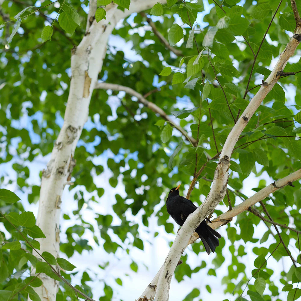 Dakota Pinnacle Birch - Image 2