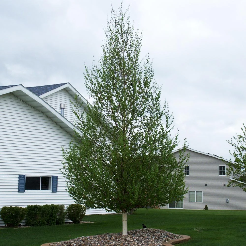 Dakota Pinnacle Birch - Image 3