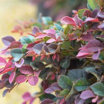 Daruma Loropetalum - Image 3