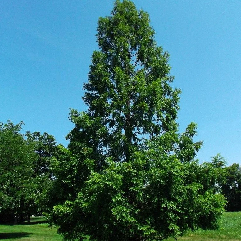 Dawn Redwood Tree
