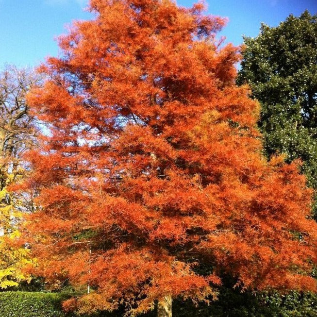 Dawn Redwood Tree - Image 2