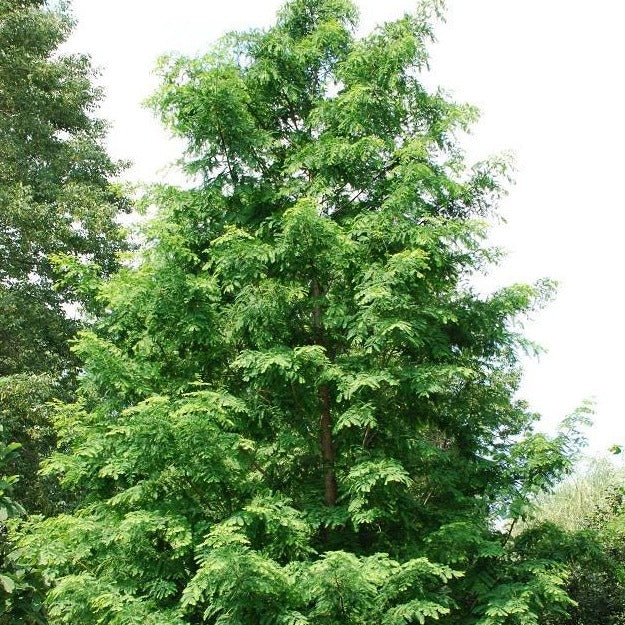 Dawn Redwood Tree - Image 3