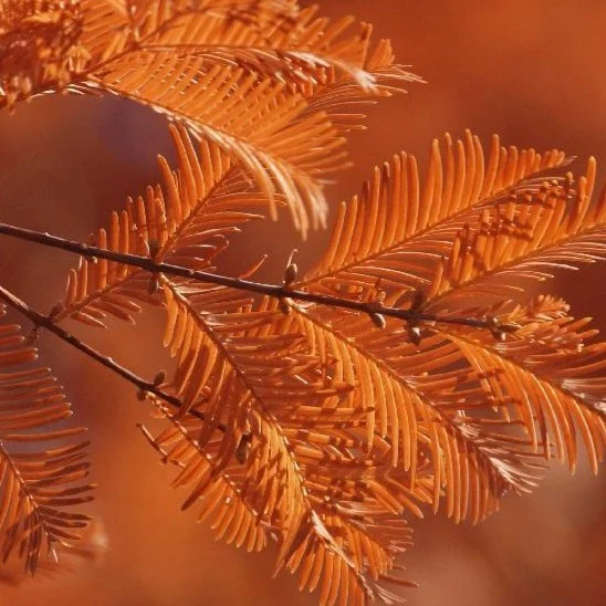Dawn Redwood Tree - Image 4