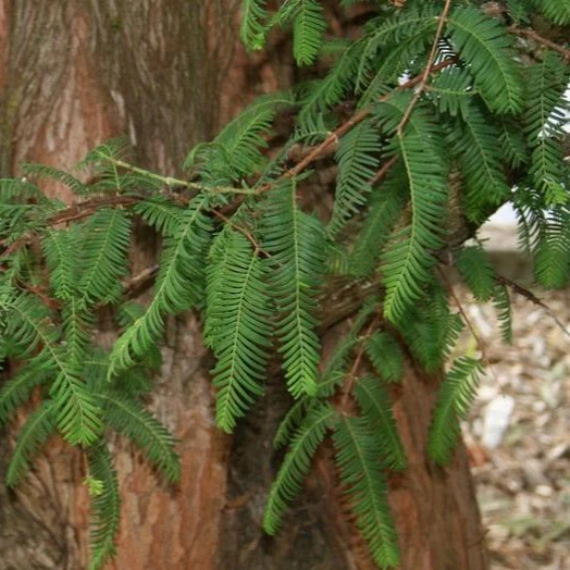Dawn Redwood Tree - Image 5