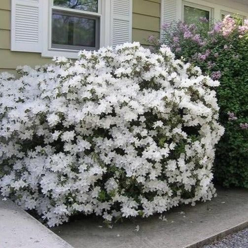 Delaware Valley White Azalea - Image 3