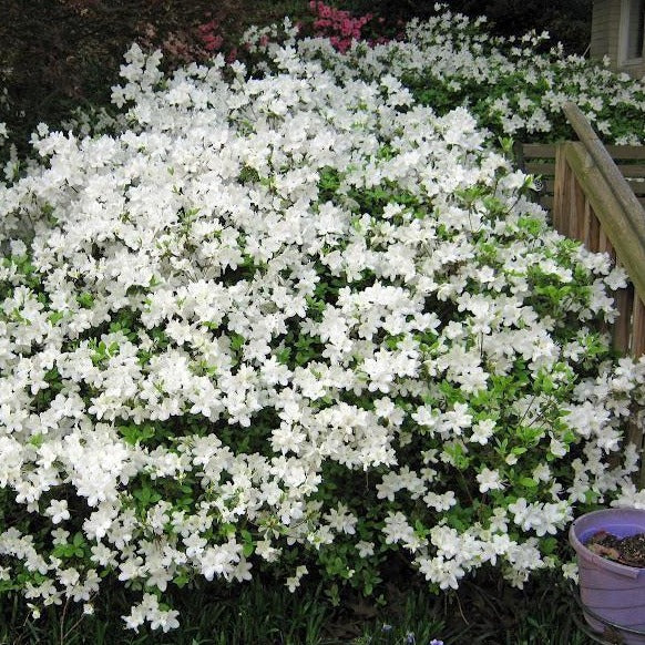 Delaware Valley White Azalea - Image 4