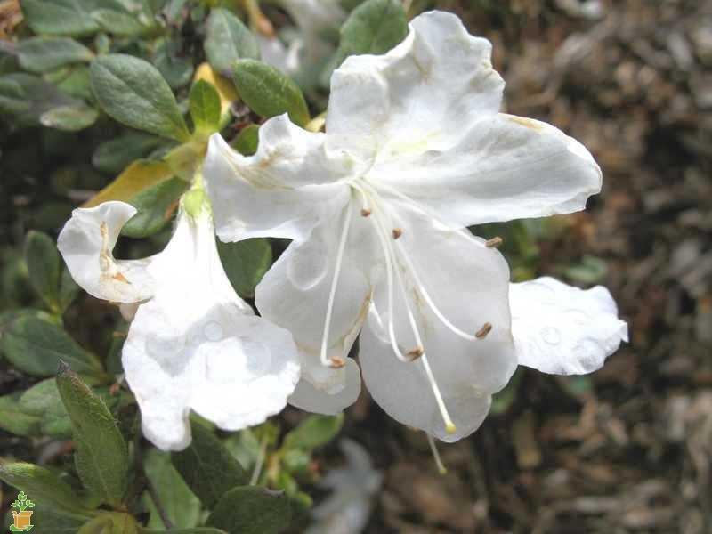 Delaware Valley White Azalea - Image 5