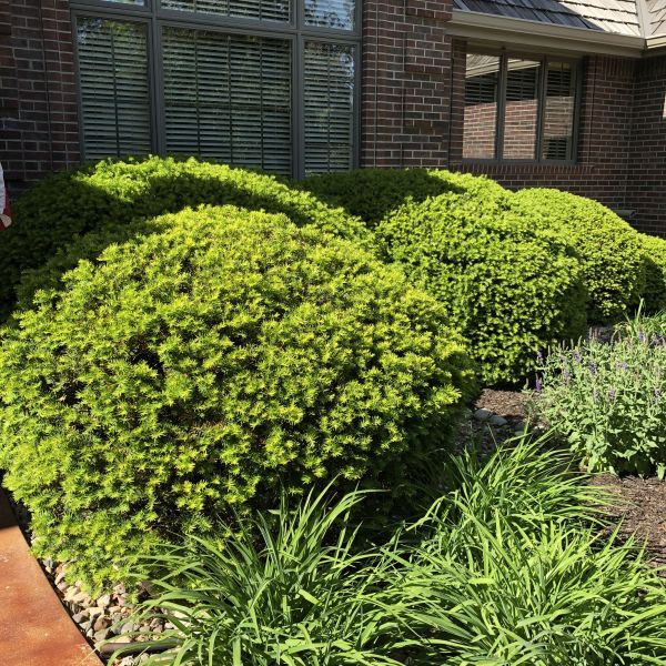 Dense Yew - Image 2